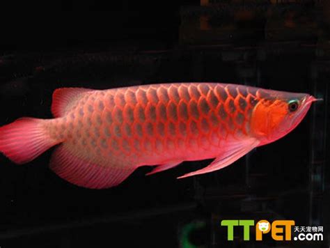 辣椒紅龍幼魚|怎樣正確認識辣椒紅龍（1號紅龍）